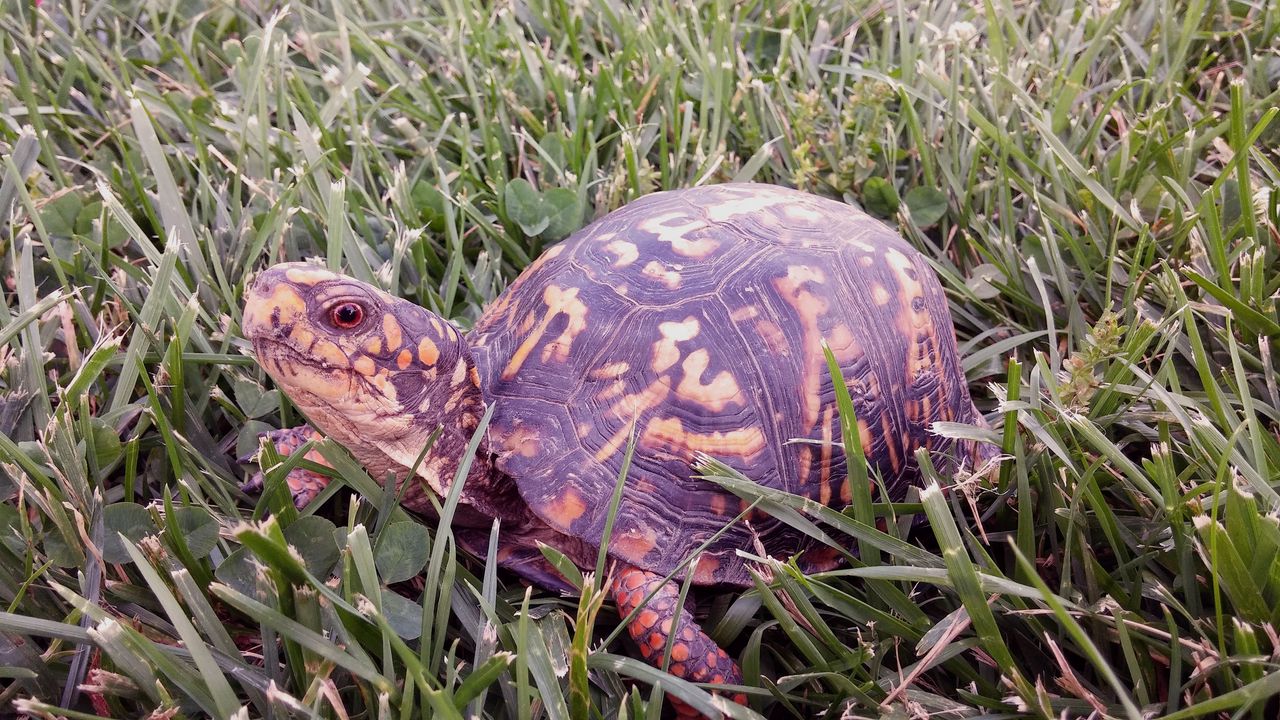 Wallpaper turtle, reptile, shell, grass