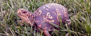 Preview wallpaper turtle, reptile, shell, grass
