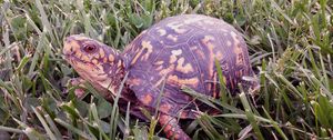 Preview wallpaper turtle, reptile, shell, grass