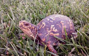 Wallpaper reptile, turtle, grass, leaves hd, picture, image