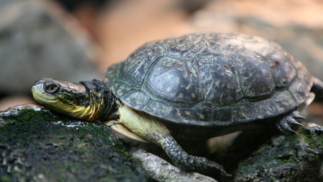 Wallpaper turtle, rocks, shell