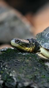 Preview wallpaper turtle, rocks, shell