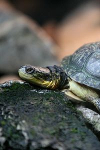 Preview wallpaper turtle, rocks, shell