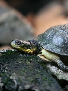 Preview wallpaper turtle, rocks, shell