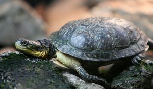 Preview wallpaper turtle, rocks, shell