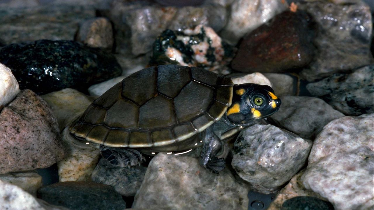 Wallpaper turtle, rocks, water