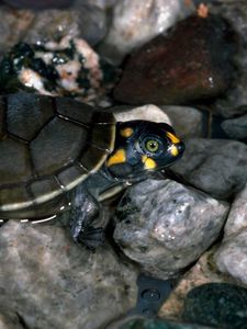 Preview wallpaper turtle, rocks, water