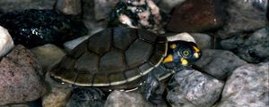 Preview wallpaper turtle, rocks, water