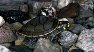 Preview wallpaper turtle, rocks, water