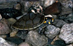 Preview wallpaper turtle, rocks, water