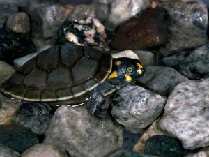 Preview wallpaper turtle, rocks, water