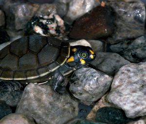 Preview wallpaper turtle, rocks, water