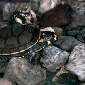 Preview wallpaper turtle, rocks, water