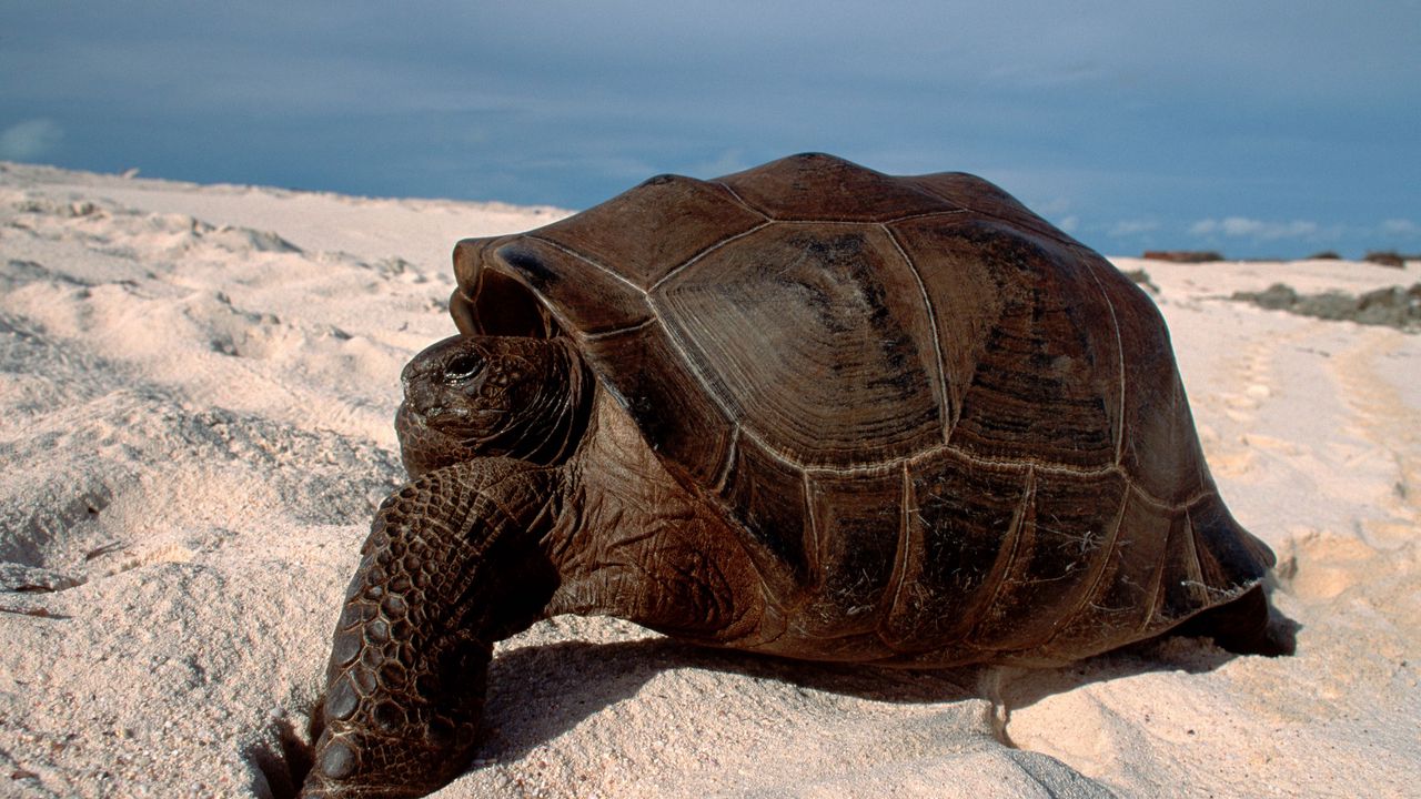 Wallpaper turtle, sand, crawl