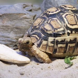 Preview wallpaper turtle, sand, shell, large