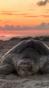 Preview wallpaper turtle, sand, sky, sunset, beach