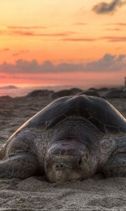 Preview wallpaper turtle, sand, sky, sunset, beach