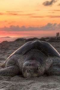 Preview wallpaper turtle, sand, sky, sunset, beach