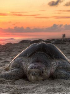 Preview wallpaper turtle, sand, sky, sunset, beach