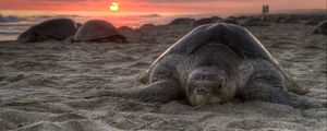 Preview wallpaper turtle, sand, sky, sunset, beach