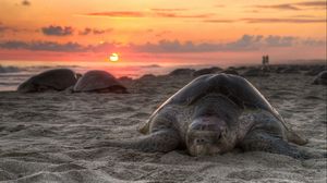 Preview wallpaper turtle, sand, sky, sunset, beach