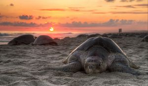 Preview wallpaper turtle, sand, sky, sunset, beach