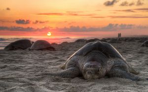 Preview wallpaper turtle, sand, sky, sunset, beach