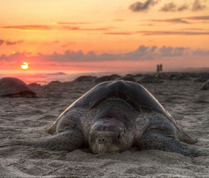 Preview wallpaper turtle, sand, sky, sunset, beach