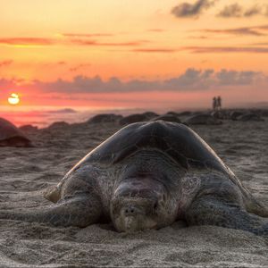 Preview wallpaper turtle, sand, sky, sunset, beach