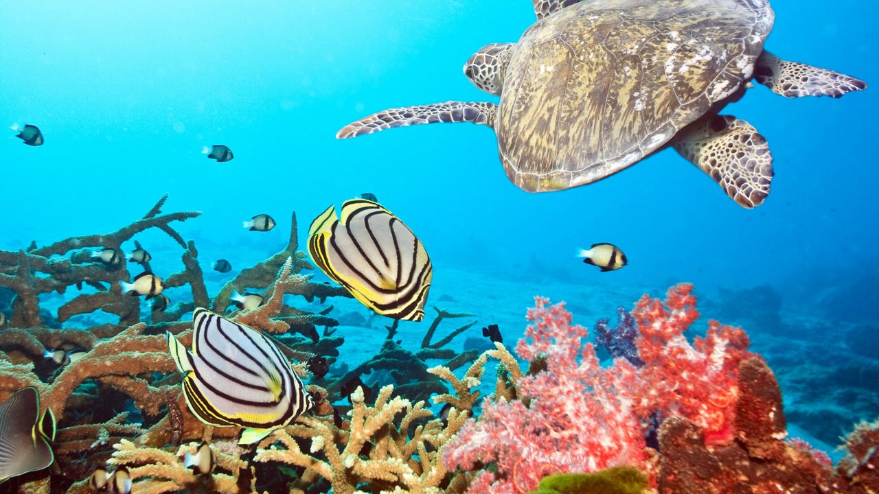 Wallpaper turtle, sea, ocean, underwater, swim