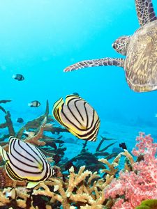 Preview wallpaper turtle, sea, ocean, underwater, swim