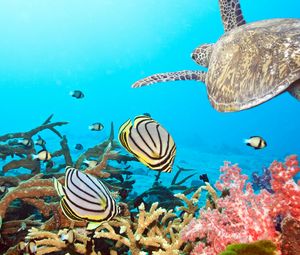 Preview wallpaper turtle, sea, ocean, underwater, swim