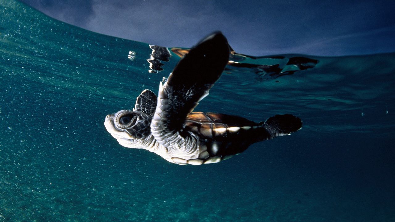 Wallpaper turtle, sea, swim, underwater