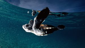 Preview wallpaper turtle, sea, swim, underwater