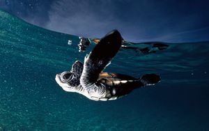 Preview wallpaper turtle, sea, swim, underwater