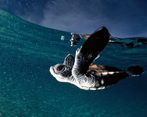 Preview wallpaper turtle, sea, swim, underwater