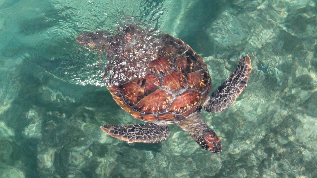 Wallpaper turtle, sea, water, swim