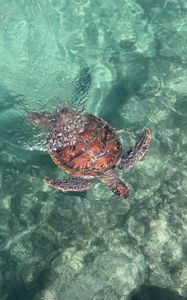 Preview wallpaper turtle, sea, water, swim