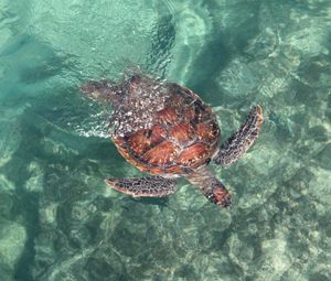 Preview wallpaper turtle, sea, water, swim