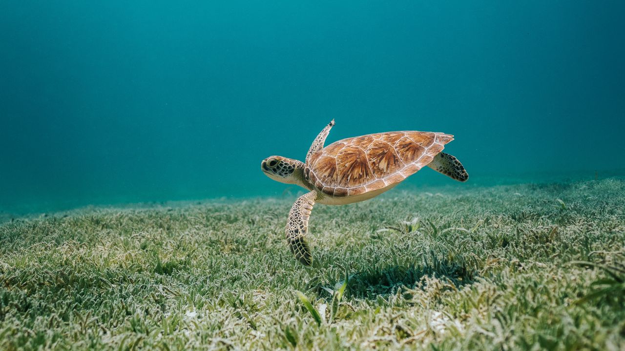 Wallpaper turtle, sea, water, bottom, algae