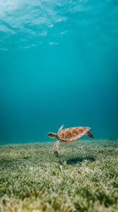 Preview wallpaper turtle, sea, water, bottom, algae