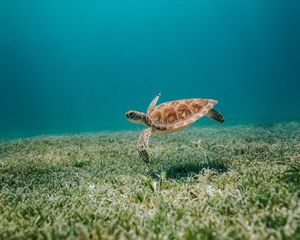 Preview wallpaper turtle, sea, water, bottom, algae