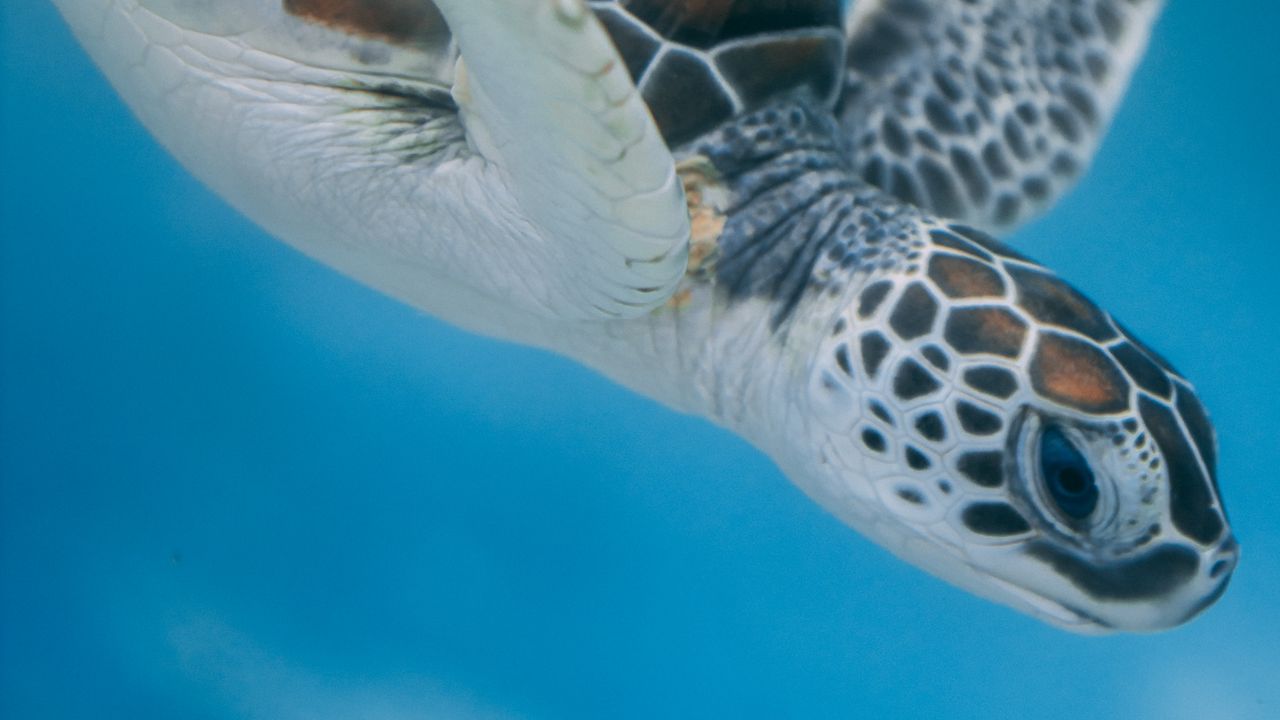 Wallpaper turtle, sea, water
