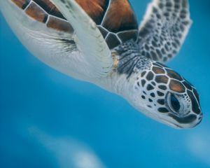 Preview wallpaper turtle, sea, water