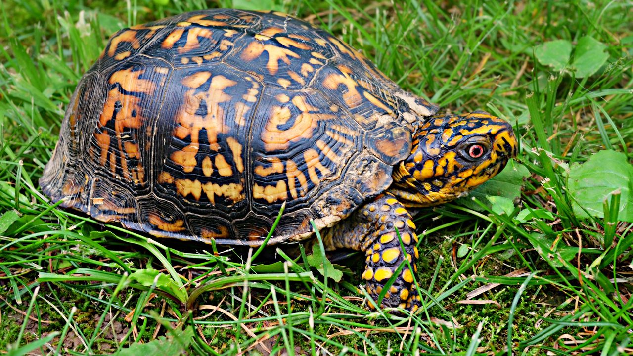 Wallpaper turtle, shell, grass