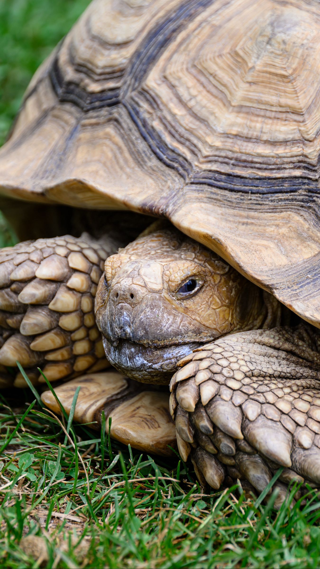1350x2400 Wallpaper turtle, shell, grass, reptile