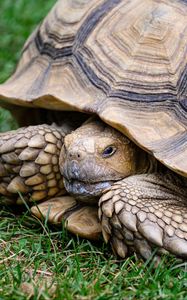 Preview wallpaper turtle, shell, grass, reptile