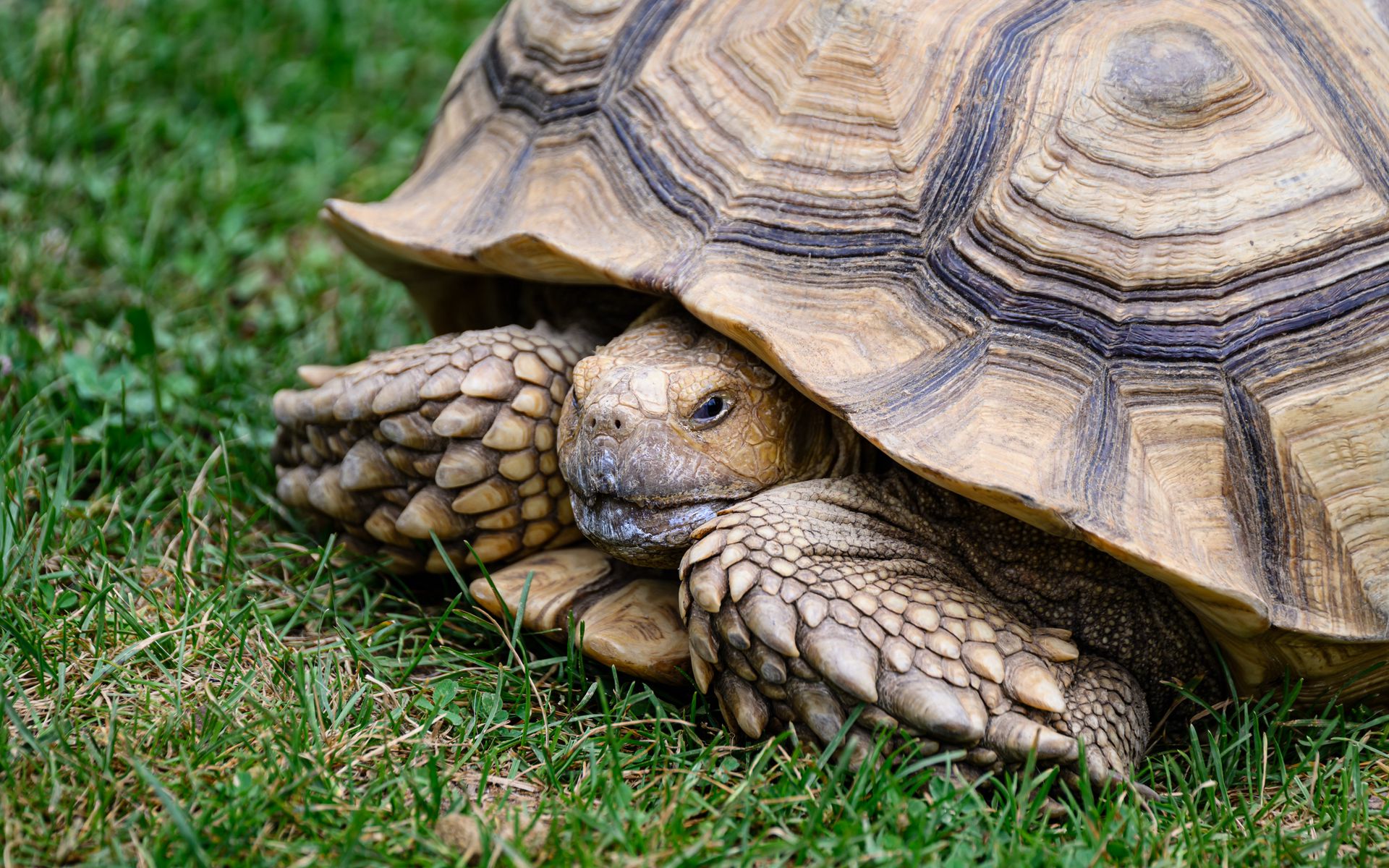 1920x1200 Wallpaper turtle, shell, grass, reptile