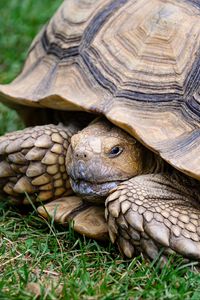 Preview wallpaper turtle, shell, grass, reptile