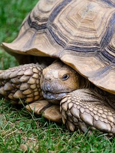 Preview wallpaper turtle, shell, grass, reptile